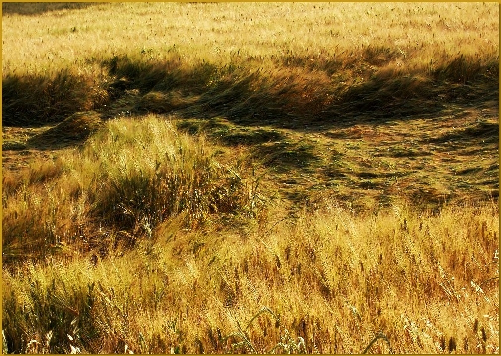 Il grano......stanco....