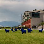 Il gregge blu di Laveno