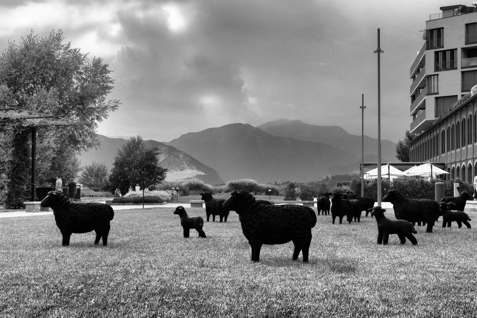 Il gregge di Laveno