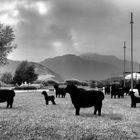 Il gregge di Laveno