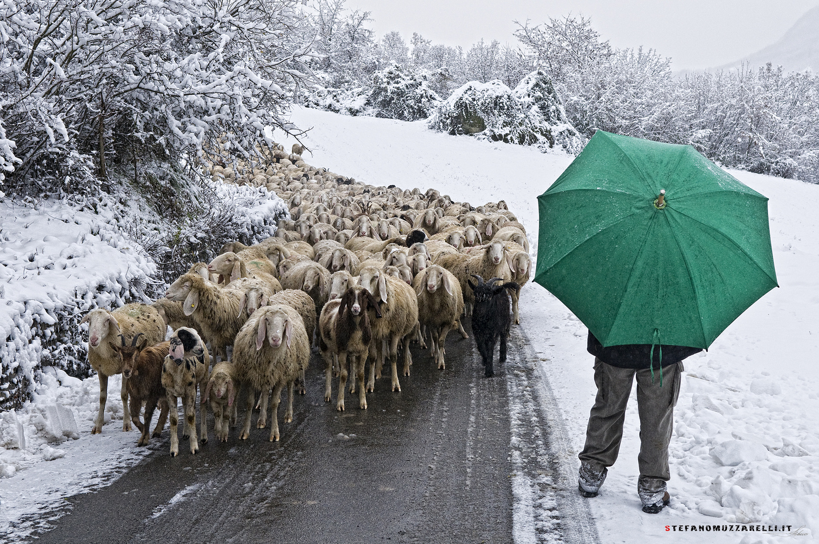 Il gregge e l'ombrello