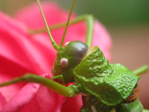 il grillo e la rosa