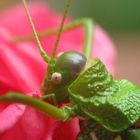 il grillo e la rosa