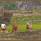 Il gruppo di lavoro