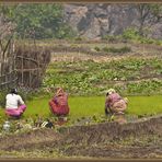 Il gruppo di lavoro