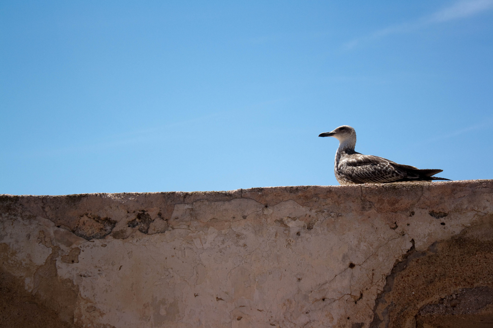 Il Guardiano.