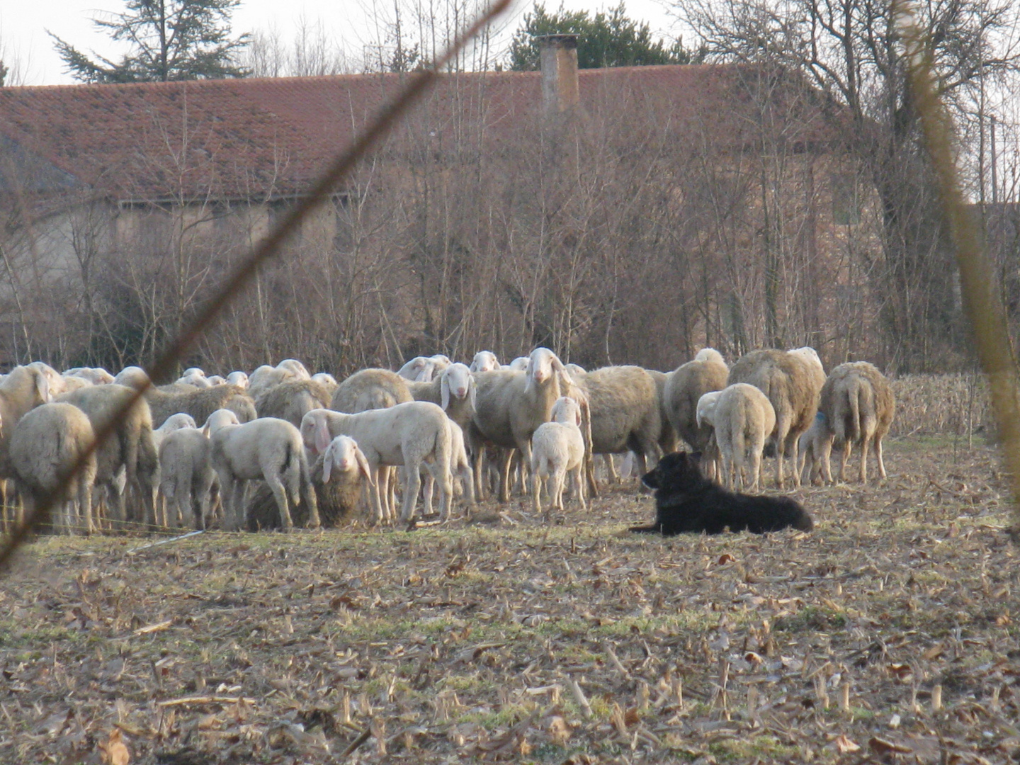 il guardiano