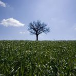 Il guardiano del grano 1
