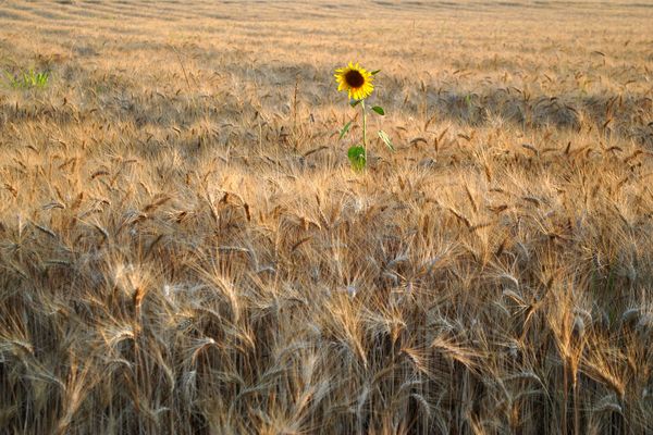 Il guardiano del grano