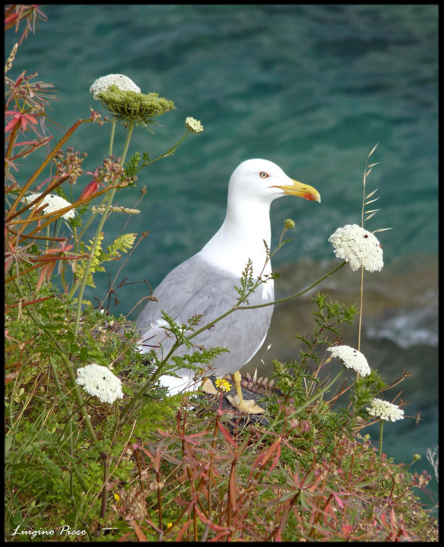 Il guardiano del mare