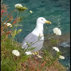 Il guardiano del mare