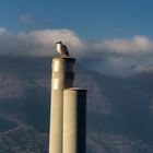 Il guardiano del porto