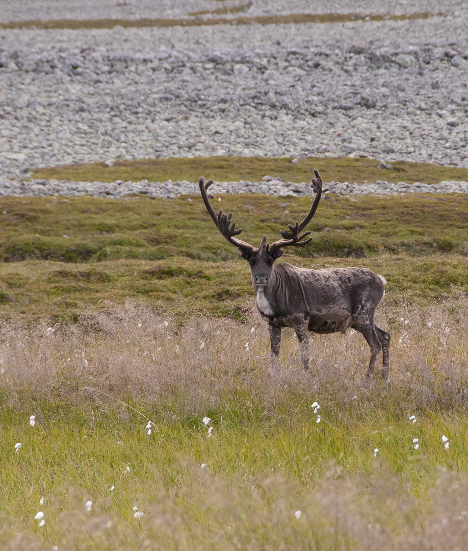 Il guardiano della tundra