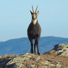 Il guardiano delle montagne