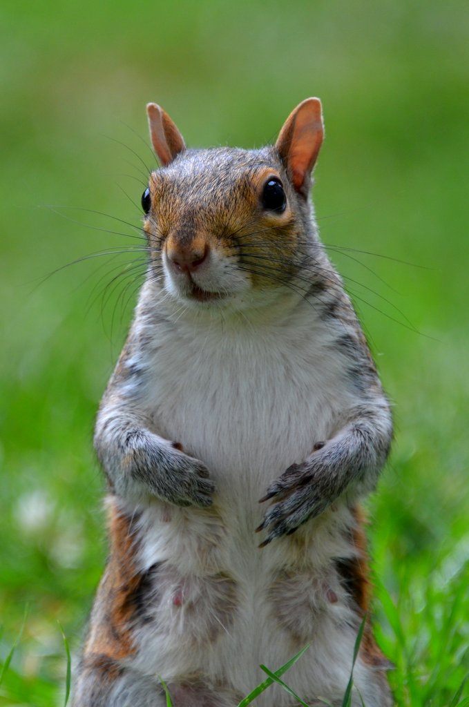 il guardiano delle noci