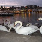 Il lago dei cigni