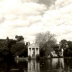 Il lago dei cigni