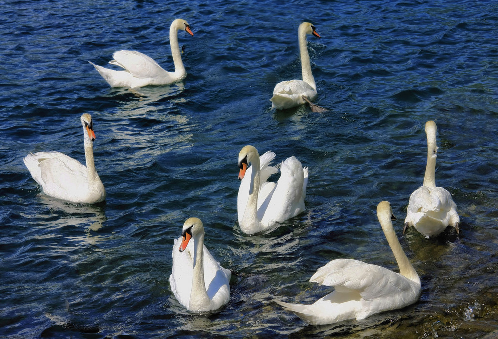 Il Lago dei Cigni