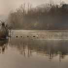 Il lago dei cigni