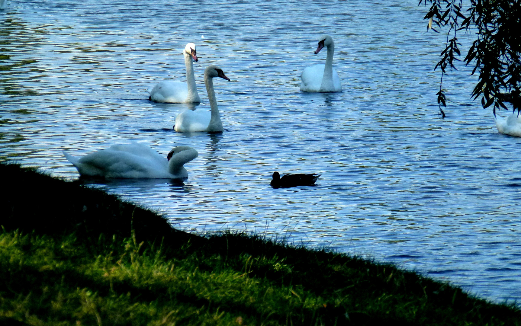 Il lago dei cigni