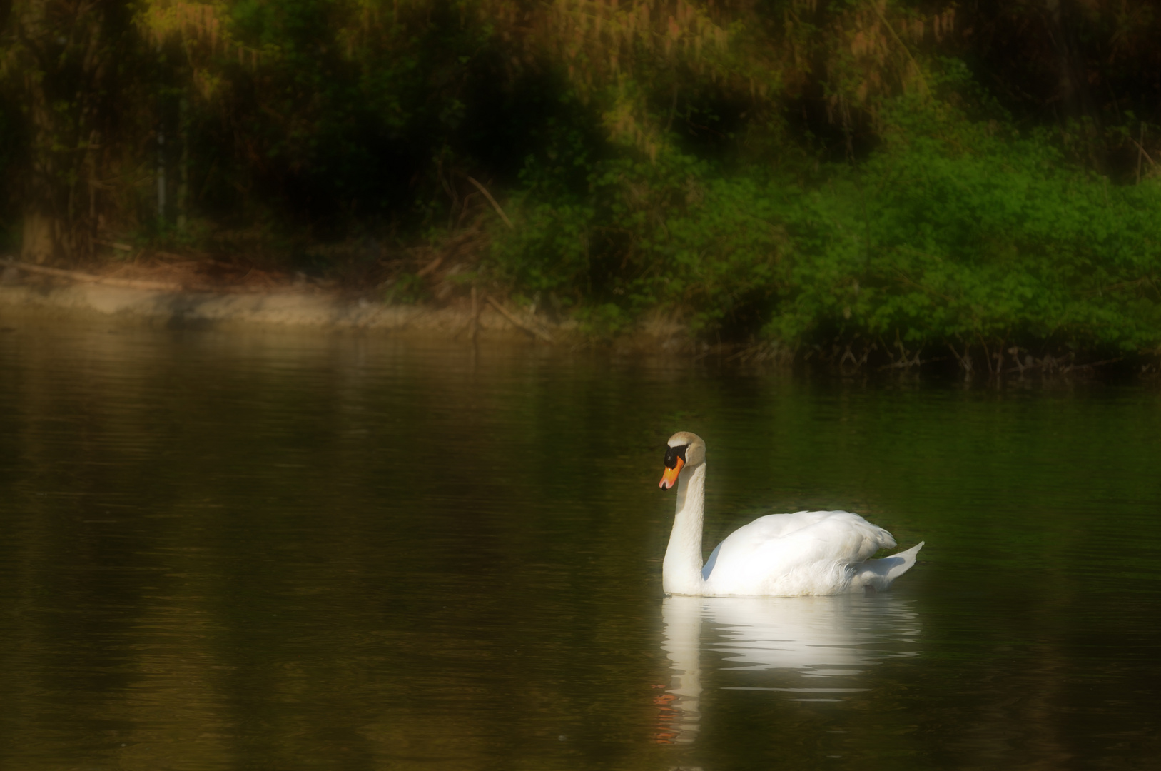 IL LAGO DEI CIGNI