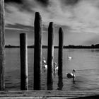 IL LAGO DEI CIGNI