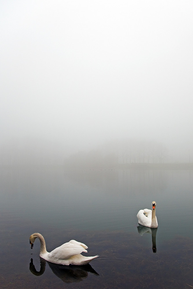 Il lago dei cigni