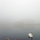 Il lago dei cigni