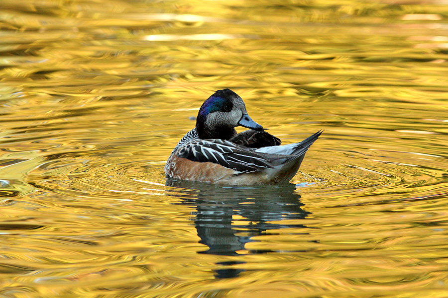 Il lago d'oro