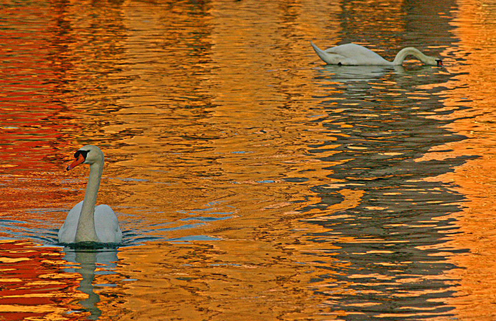 il lago d'oro