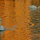 il lago d'oro