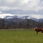 Il Lallo di montagna