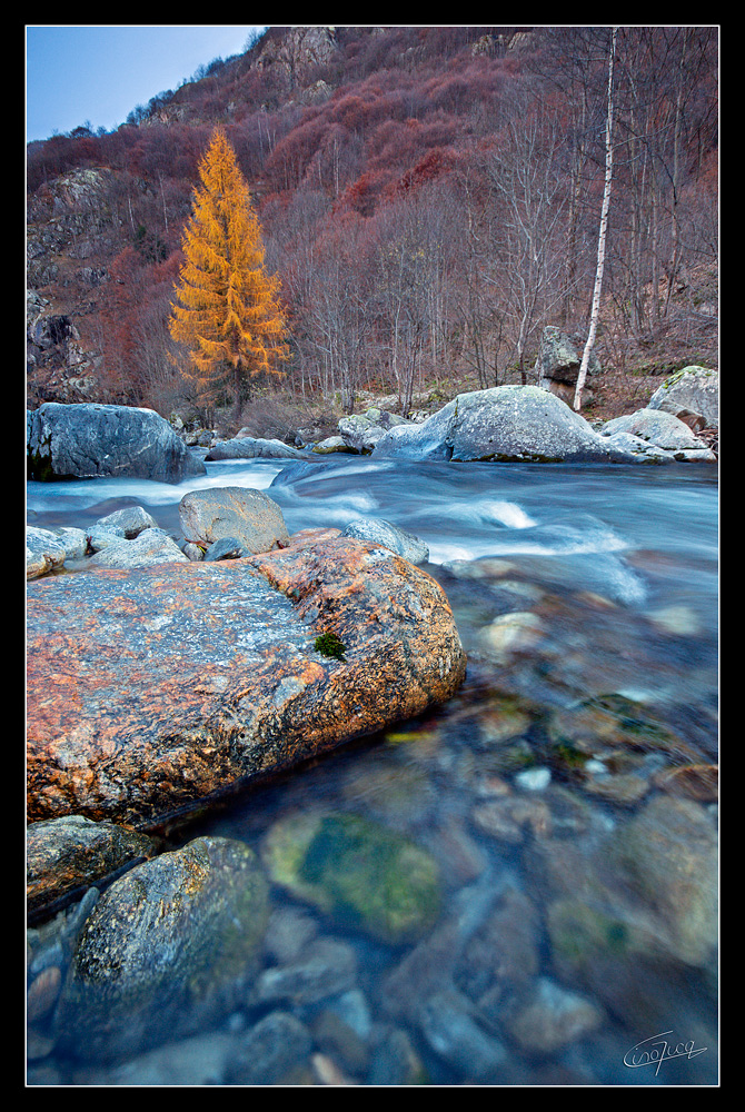 Il Larice ed il Fiume