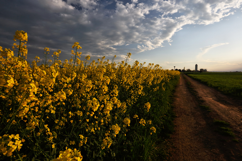 il-lato-giallo