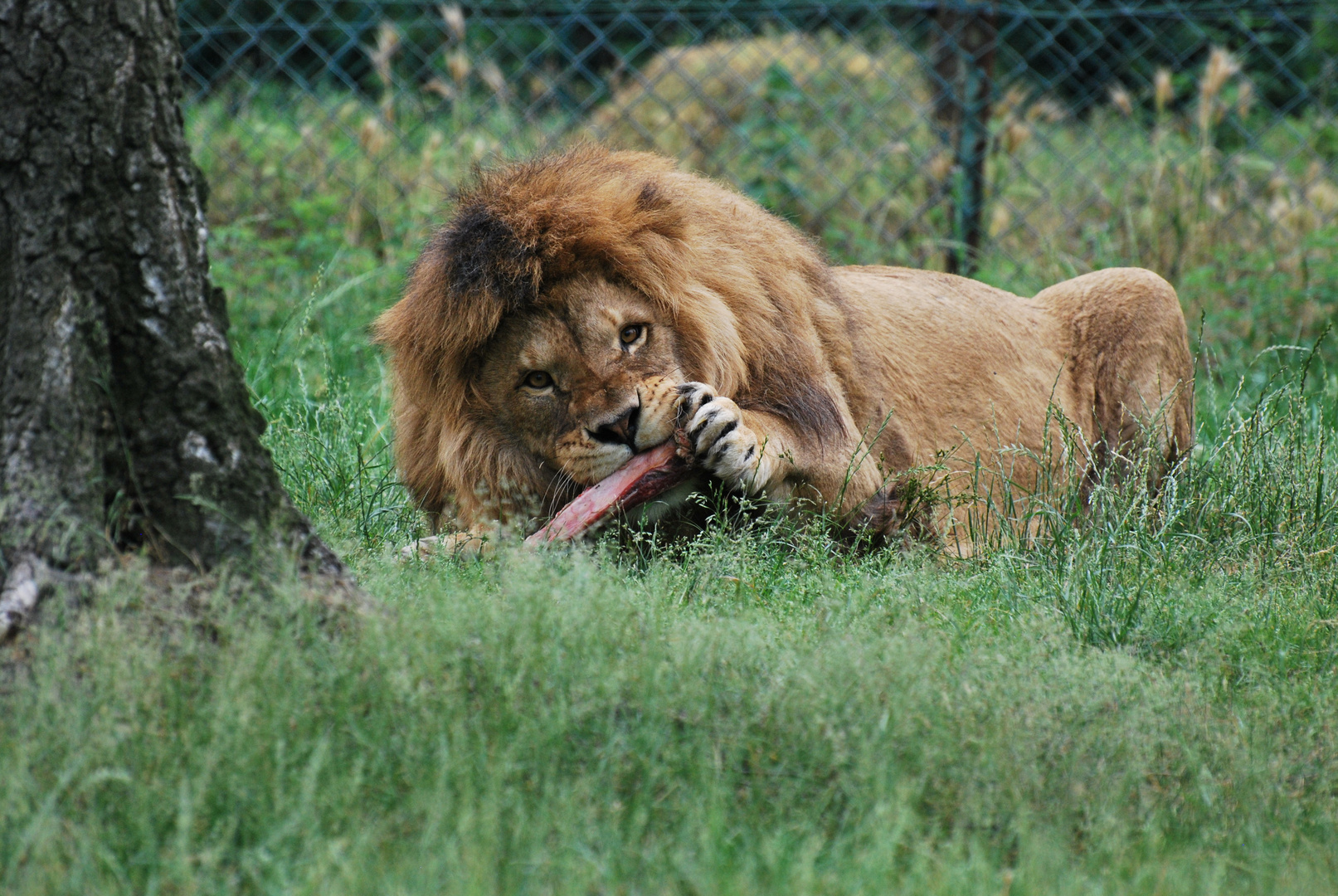 IL LEONE