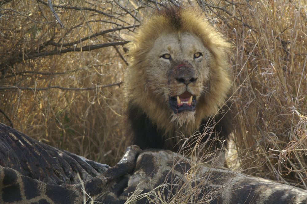 Il Leone e la carne