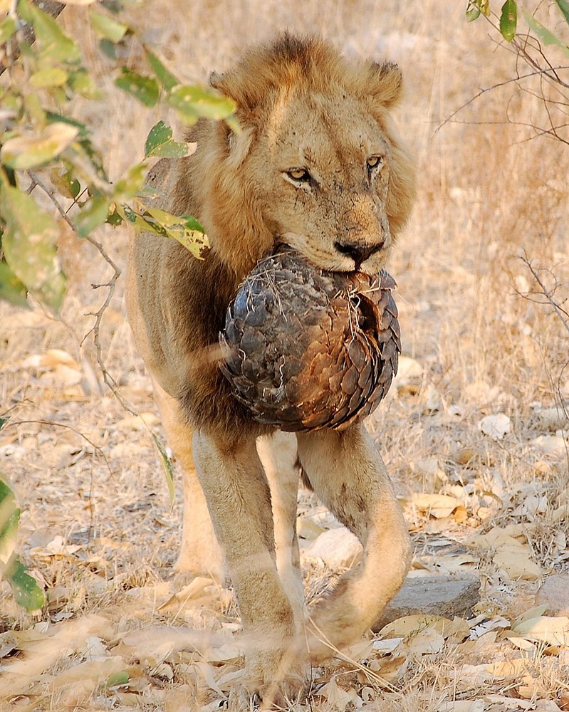 Il Leone e l'Armadillo