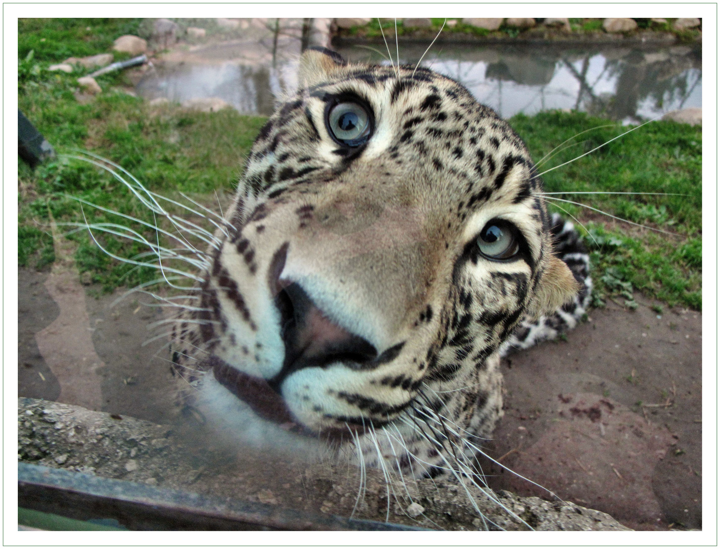 Il leopardo incuriosito....