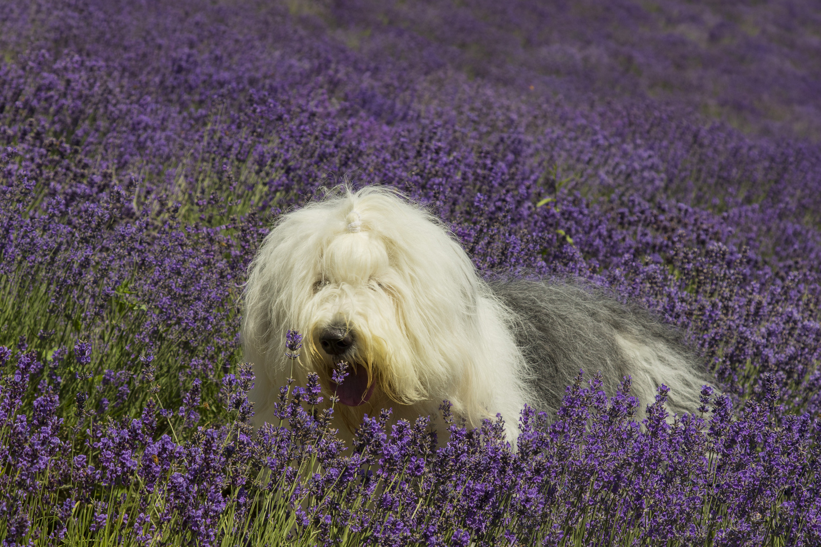 Il mare di lavanda