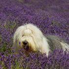 Il mare di lavanda