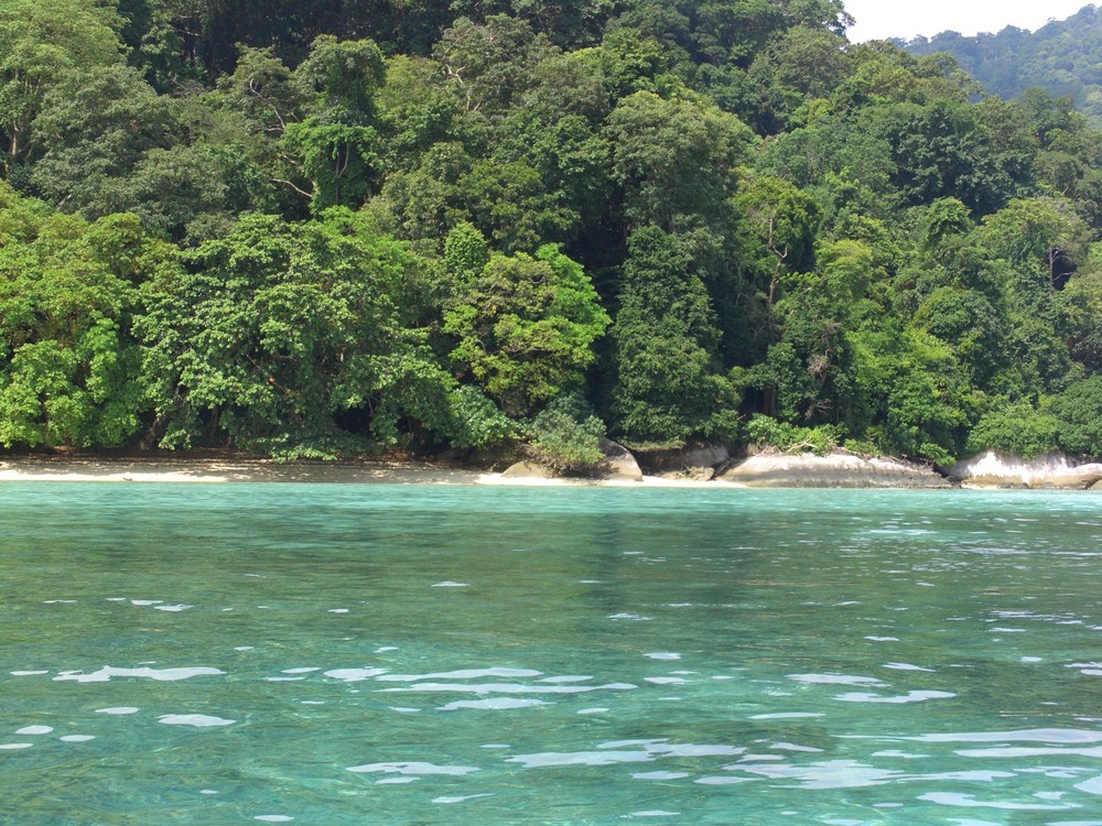 il mare, la spiaggia, la foresta