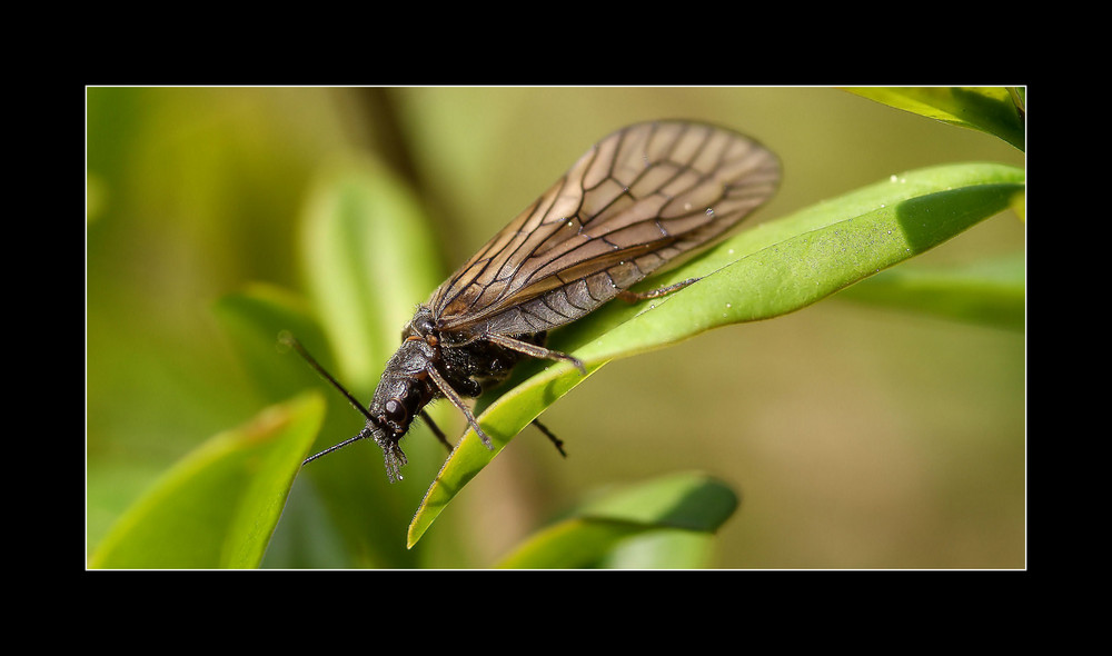 Il Marito di Chrysopa Perla