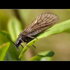 Il Marito di Chrysopa Perla