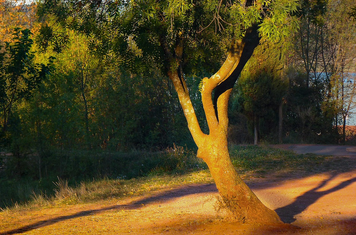 il m'arrive aussi de regarder les arbres!