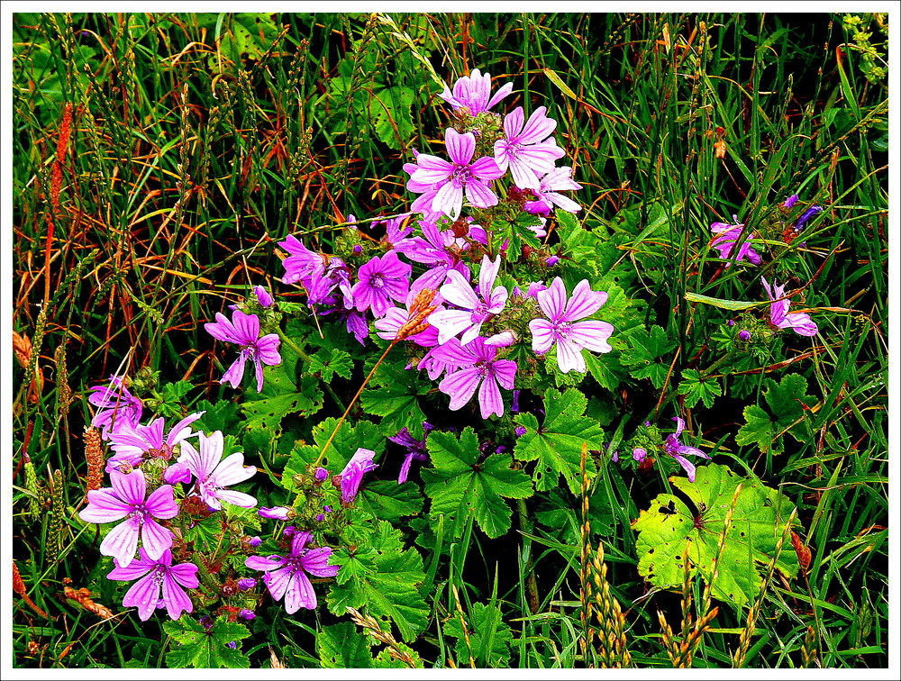 IL M'ARRIVE de photographier des fleurs !