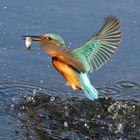il martin pescatore ha pescato! eisvogel, kingfisher