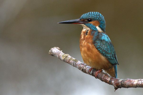 Il Martin pescatore sempre presente