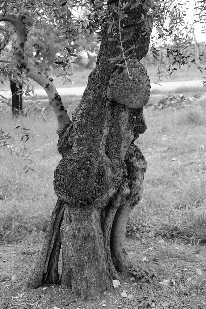 Il maschio della terra