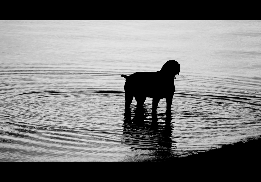 Il mastino dei Baskerville