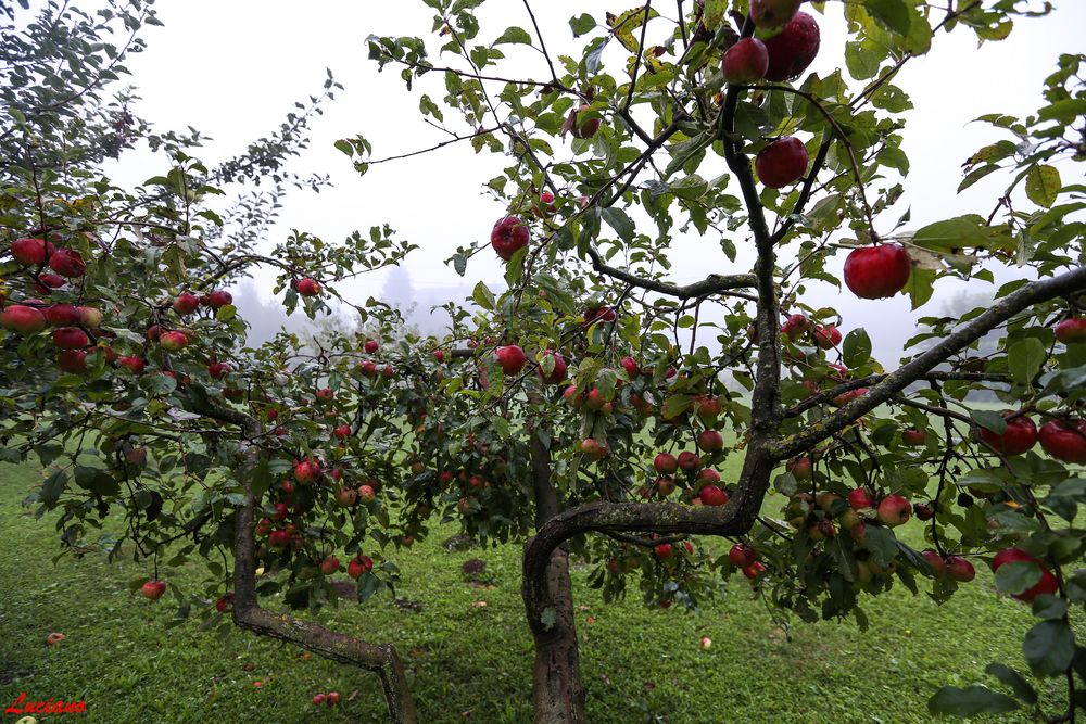 il melo Foto % Immagini| piante, fiori e funghi, paesaggi, campagna